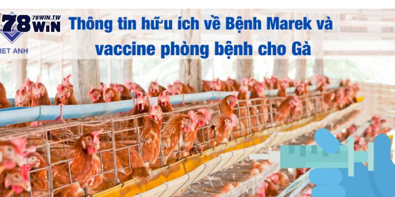 Con đường gây ra dịch bệnh marek ở gà