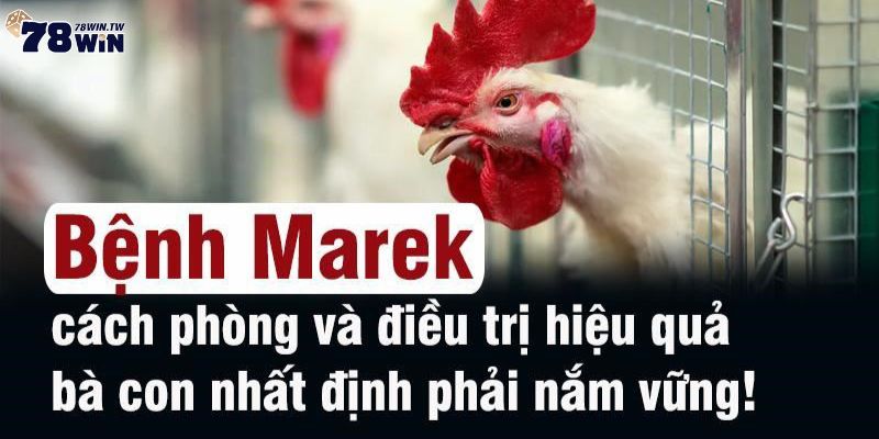 Cách phòng ngừa và điều trị bệnh marek ở gà