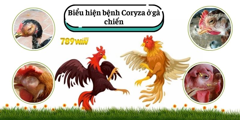 Những biểu hiện của bệnh Coryza ở gà 