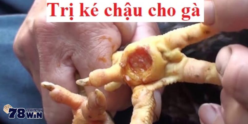 Cách trị gà bị ké chậu bằng phẫu thuật